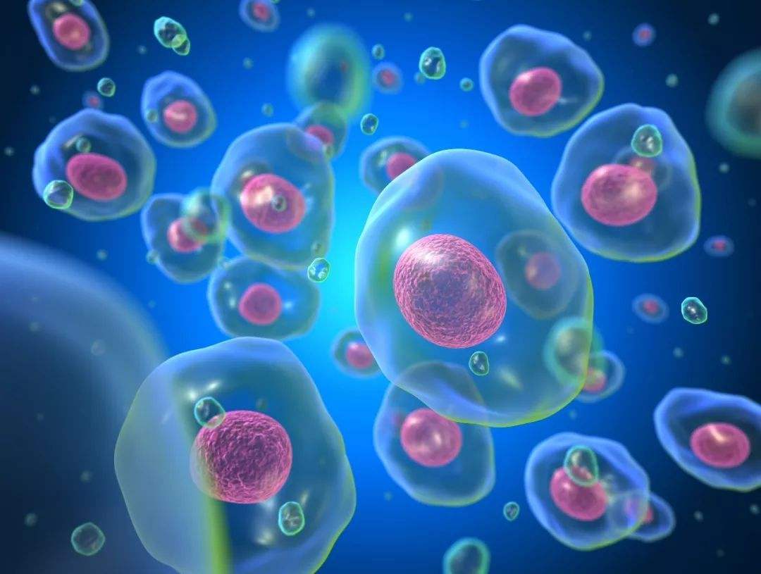 FIX&PERM?細胞固定/透化試劑，助力血液惡性腫瘤研究